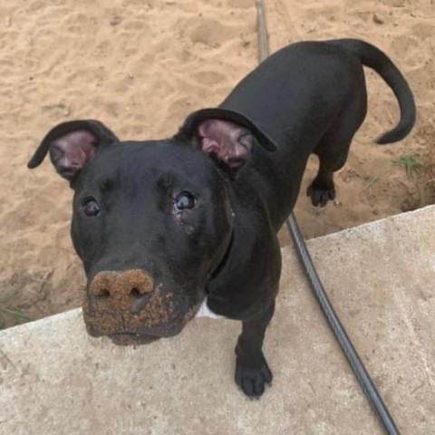 Mariano, an adoptable American Staffordshire Terrier, Black Labrador Retriever in Savannah, GA, 31406 | Photo Image 3