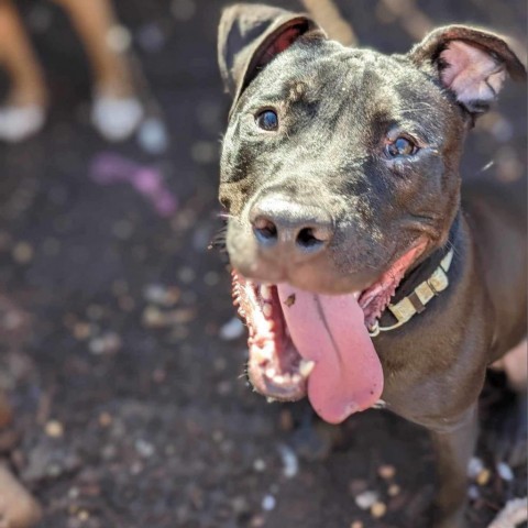 Mariano, an adoptable American Staffordshire Terrier, Black Labrador Retriever in Savannah, GA, 31406 | Photo Image 4