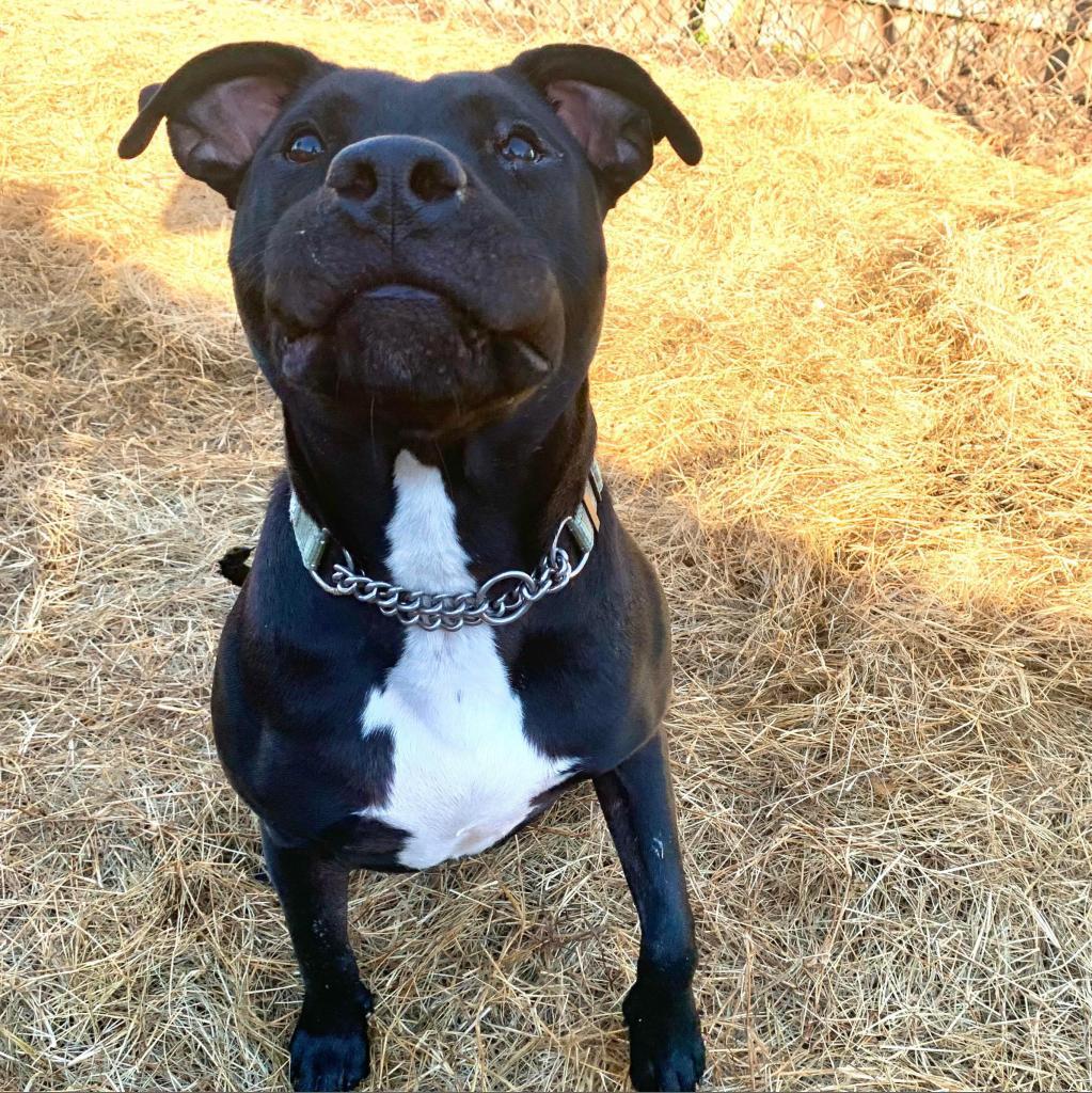 Mariano, an adoptable American Staffordshire Terrier, Black Labrador Retriever in Savannah, GA, 31406 | Photo Image 4