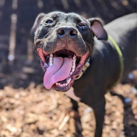 Mariano, an adoptable American Staffordshire Terrier, Black Labrador Retriever in Savannah, GA, 31406 | Photo Image 5