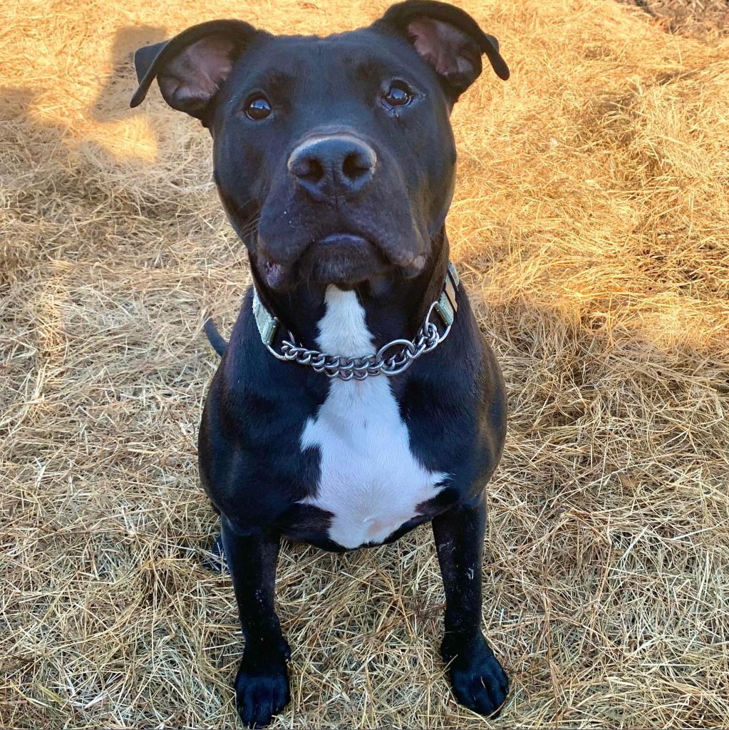 Mariano, an adoptable American Staffordshire Terrier, Black Labrador Retriever in Savannah, GA, 31406 | Photo Image 5