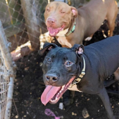 Mariano, an adoptable American Staffordshire Terrier, Black Labrador Retriever in Savannah, GA, 31406 | Photo Image 6