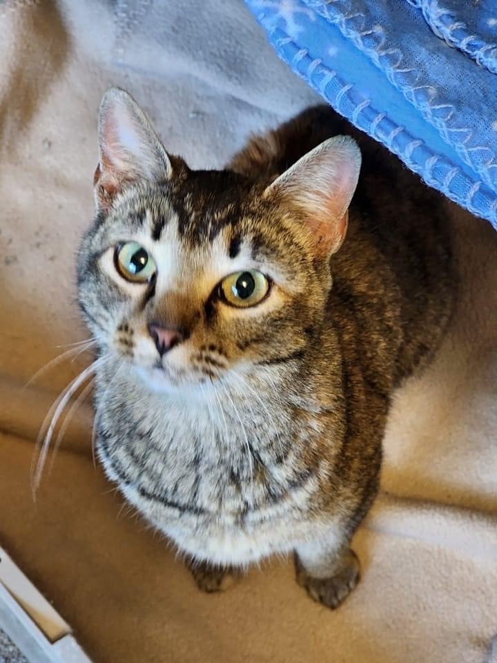 Autumn, an adoptable Domestic Short Hair in Ballwin, MO, 63011 | Photo Image 1