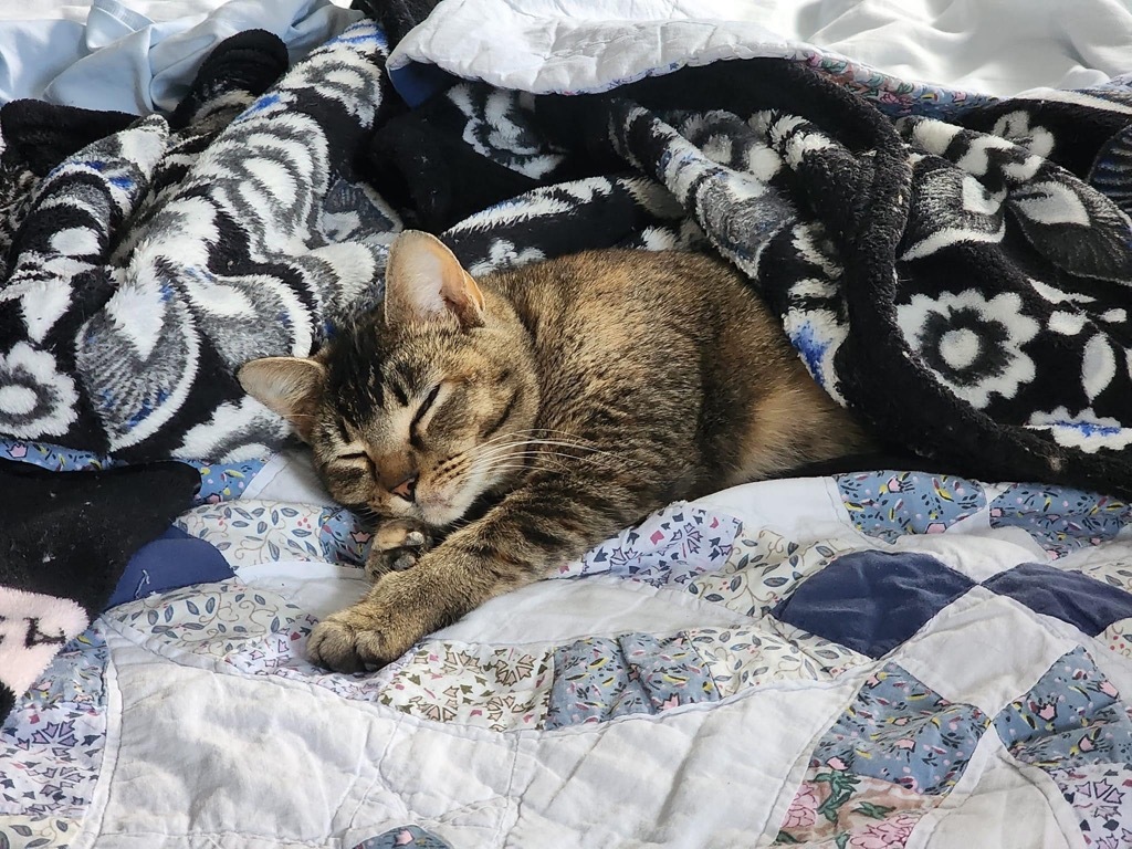 Autumn, an adoptable Domestic Short Hair in Ballwin, MO, 63011 | Photo Image 2