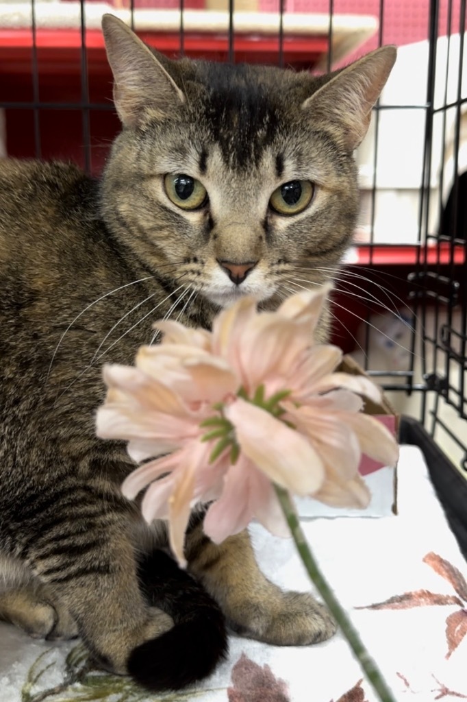 Autumn, an adoptable Domestic Short Hair in Ballwin, MO, 63011 | Photo Image 3