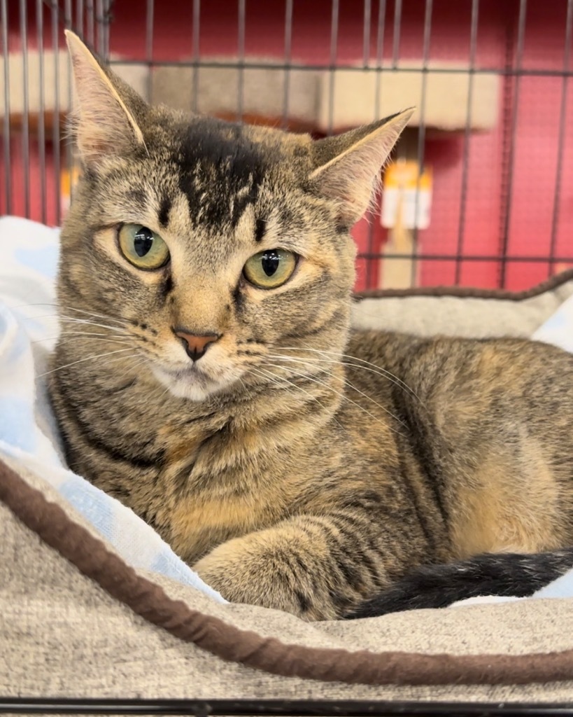 Autumn, an adoptable Domestic Short Hair in Ballwin, MO, 63011 | Photo Image 4