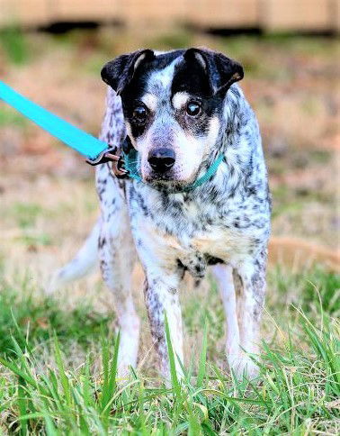 PRINCESS SPECIAL NEEDS, an adoptable Australian Cattle Dog / Blue Heeler in Franklin, TN, 37069 | Photo Image 1