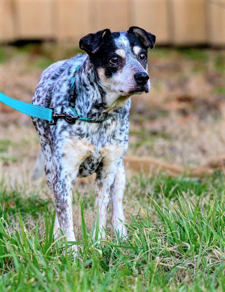 PRINCESS SPECIAL NEEDS, an adoptable Australian Cattle Dog / Blue Heeler in Franklin, TN, 37069 | Photo Image 2