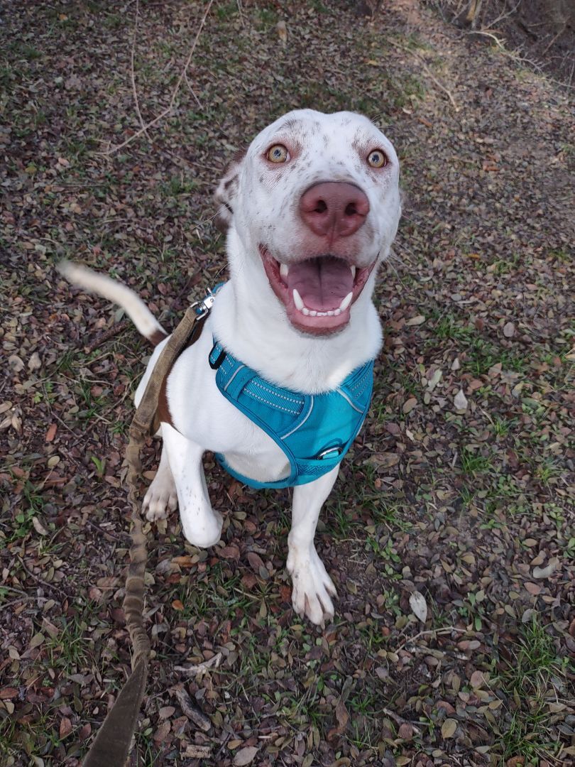Lucas, an adoptable Pit Bull Terrier, Weimaraner in Kempner, TX, 76539 | Photo Image 1