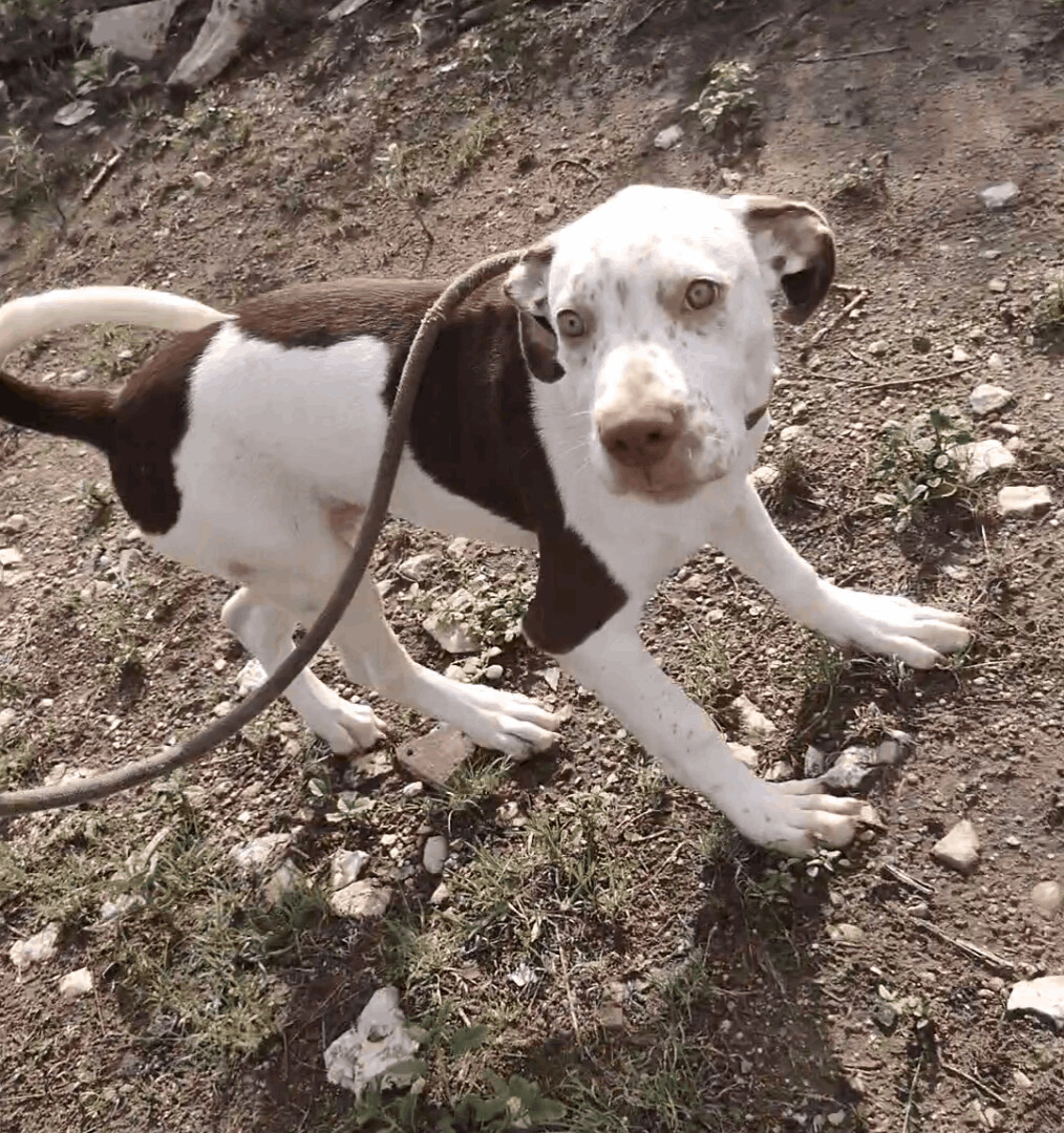 Lucas, an adoptable Pit Bull Terrier, Weimaraner in Kempner, TX, 76539 | Photo Image 2
