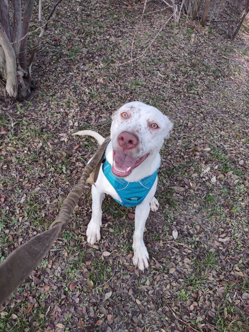 Lucas, an adoptable Pit Bull Terrier, Weimaraner in Kempner, TX, 76539 | Photo Image 3