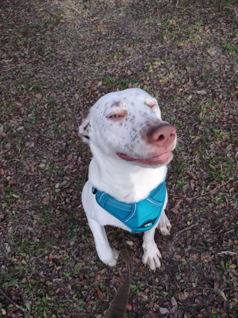 Lucas, an adoptable Pit Bull Terrier, Weimaraner in Kempner, TX, 76539 | Photo Image 4