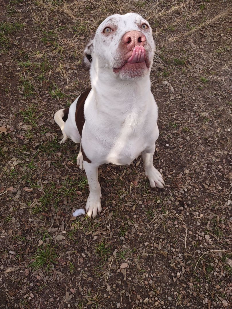 Lucas, an adoptable Pit Bull Terrier, Weimaraner in Kempner, TX, 76539 | Photo Image 5