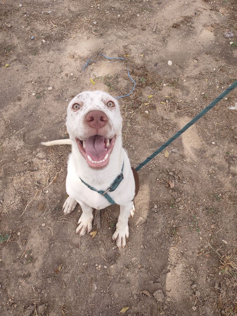 Lucas, an adoptable Pit Bull Terrier, Weimaraner in Kempner, TX, 76539 | Photo Image 6