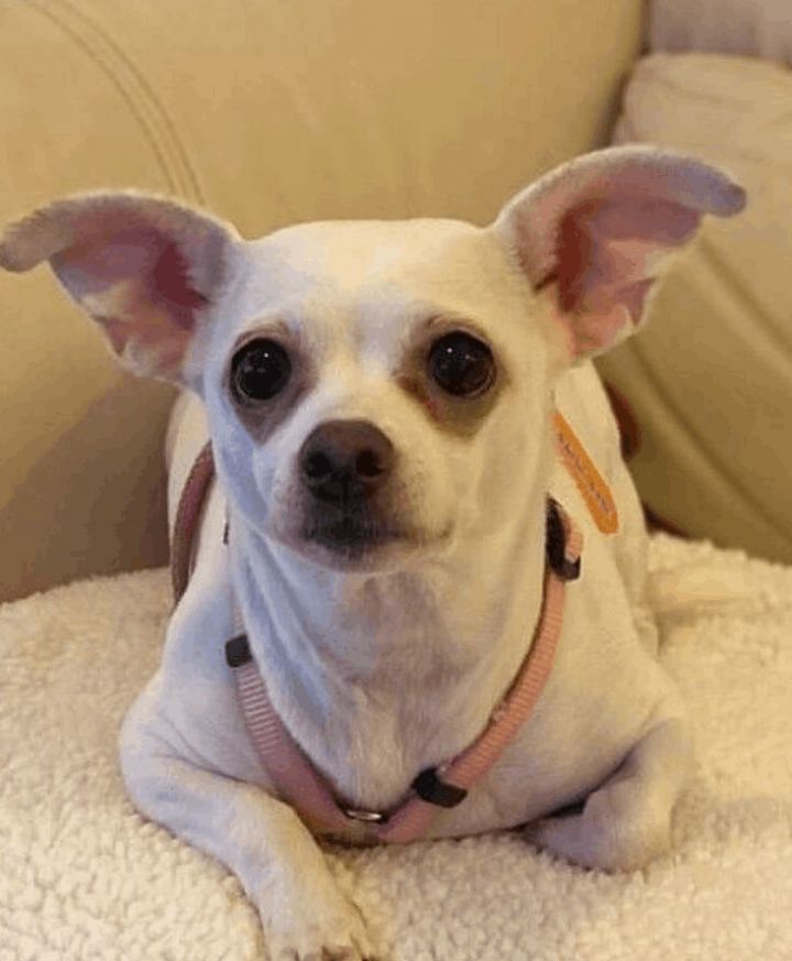 Sassy, an adopted Chihuahua in Spring, TX_image-1
