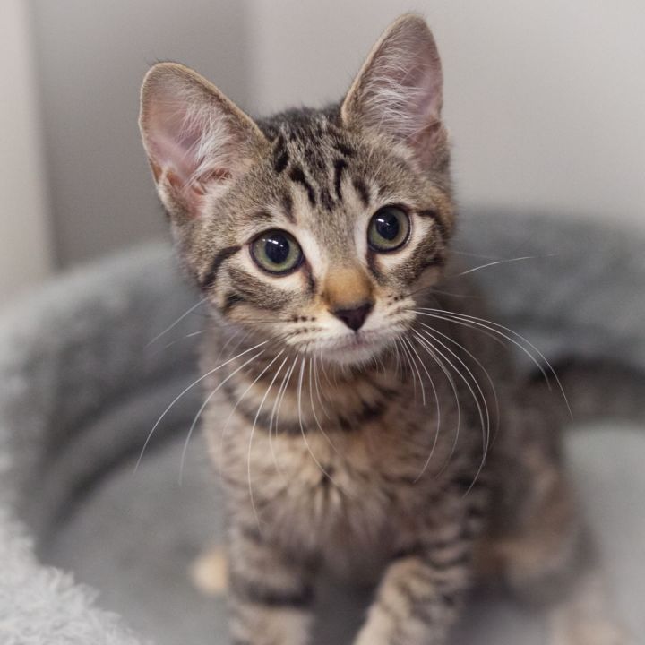 Carina, an adopted Tabby & Domestic Short Hair Mix in Ponte Vedra, FL_image-1