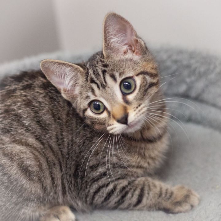 Carina, an adopted Tabby & Domestic Short Hair Mix in Ponte Vedra, FL_image-2