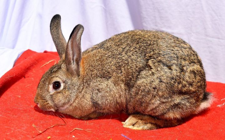 Brave, an adoptable Bunny Rabbit in East Syracuse, NY_image-2