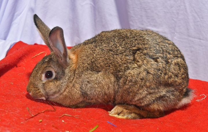 Brave, an adoptable Bunny Rabbit in East Syracuse, NY_image-3