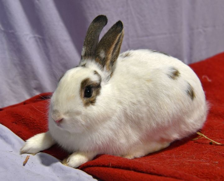 Inquisitive , an adoptable Bunny Rabbit in East Syracuse, NY_image-3