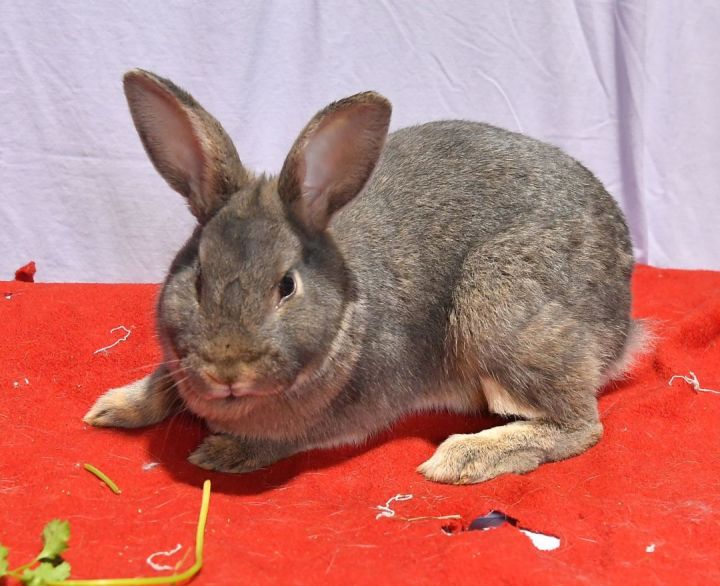 Humble, an adoptable Bunny Rabbit in East Syracuse, NY_image-1