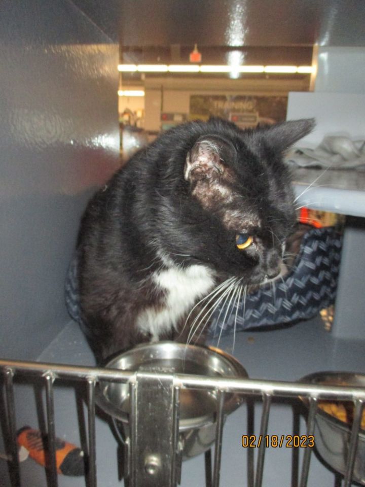 Snaggle, an adoptable Domestic Short Hair Mix in Breinigsville, PA_image-1