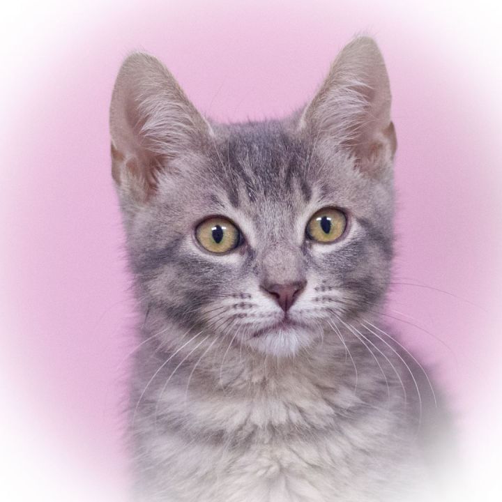 Carter, an adopted Tabby & Domestic Short Hair Mix in Ponte Vedra, FL_image-2