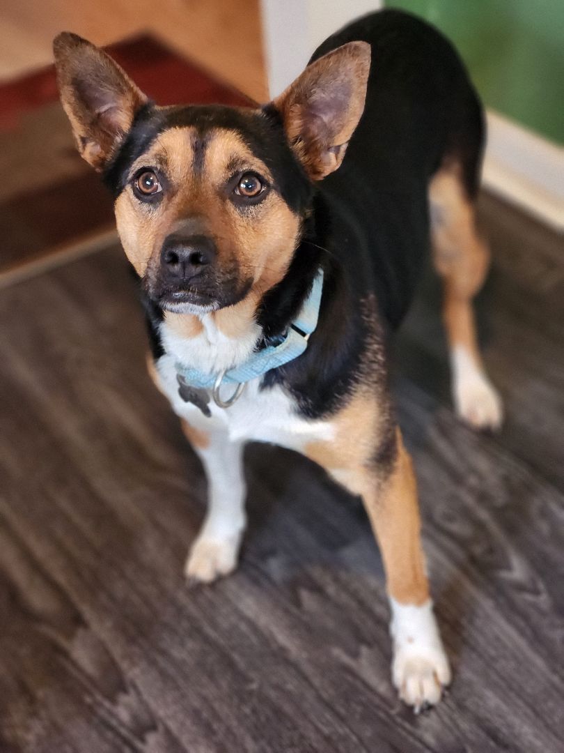 Dog for adoption - Toby, an Australian Kelpie & Terrier Mix in Albany, NY |  Petfinder