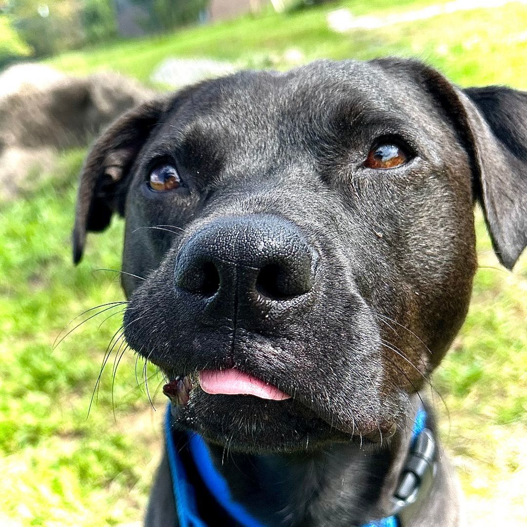 Black lab staffordshire sales terrier mix