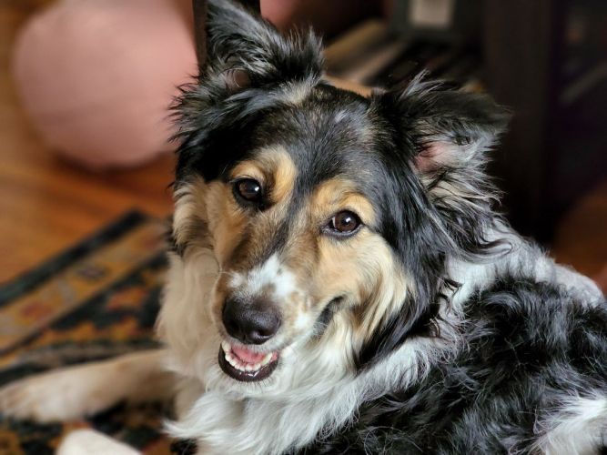 Rough collie store australian shepherd mix