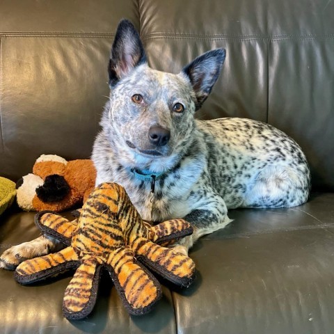 australian cattle dog wags its tail