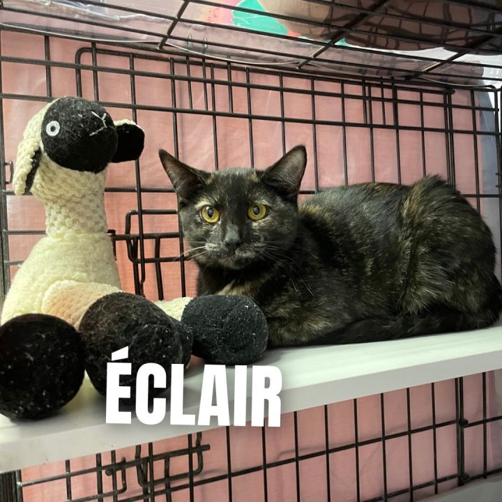 Cat for adoption - ECLAIR, a Domestic Short Hair in Cape May, NJ ...