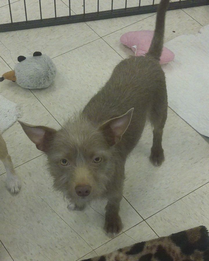 Dog for adoption - COPPER, a Terrier in Lemoore, CA | Petfinder