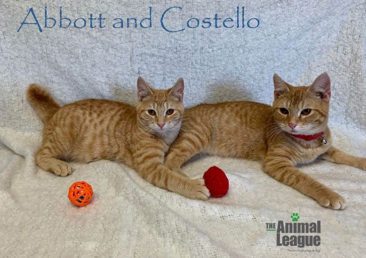 Abbott and Costello, an adopted Domestic Short Hair Mix in Clermont, FL_image-1