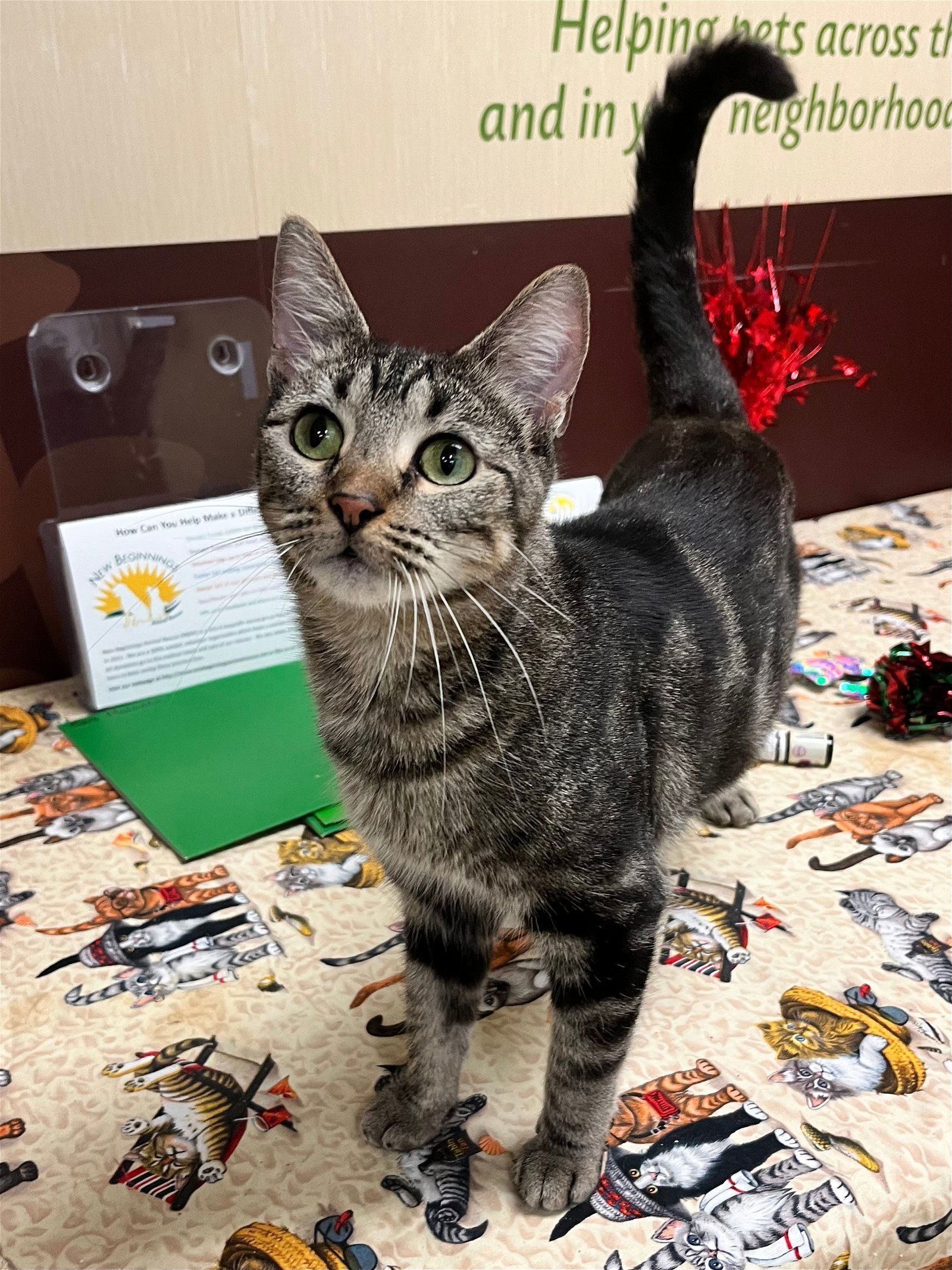 Minnie, an adoptable British Shorthair, Tabby in Southaven, MS, 38672 | Photo Image 1