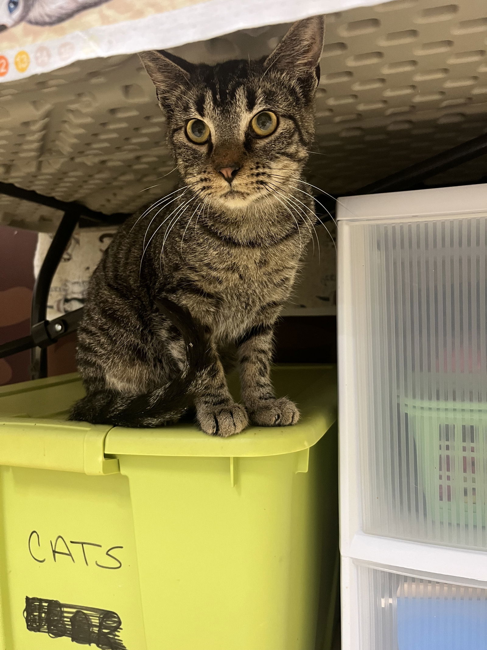 Ears Malone, an adoptable British Shorthair, Tabby in Southaven, MS, 38672 | Photo Image 1