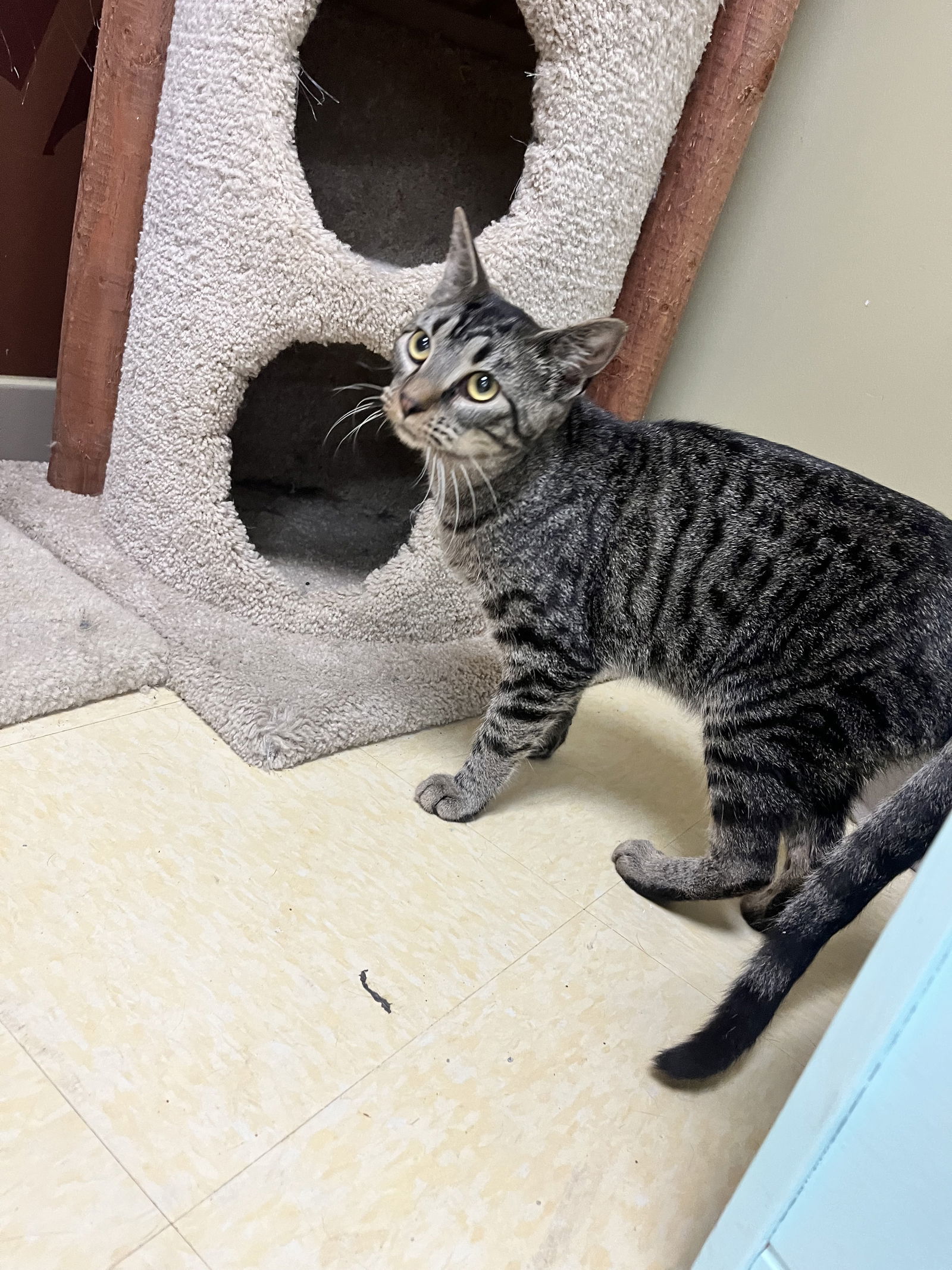 Ears Malone, an adoptable British Shorthair, Tabby in Southaven, MS, 38672 | Photo Image 2