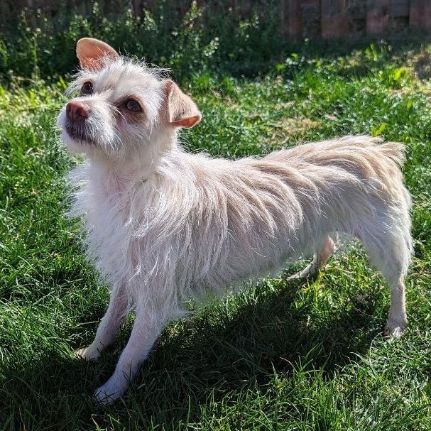 Dog for adoption - Leila, a Yorkshire Terrier Corgi Mix in Phoenix, AZ | Petfinder