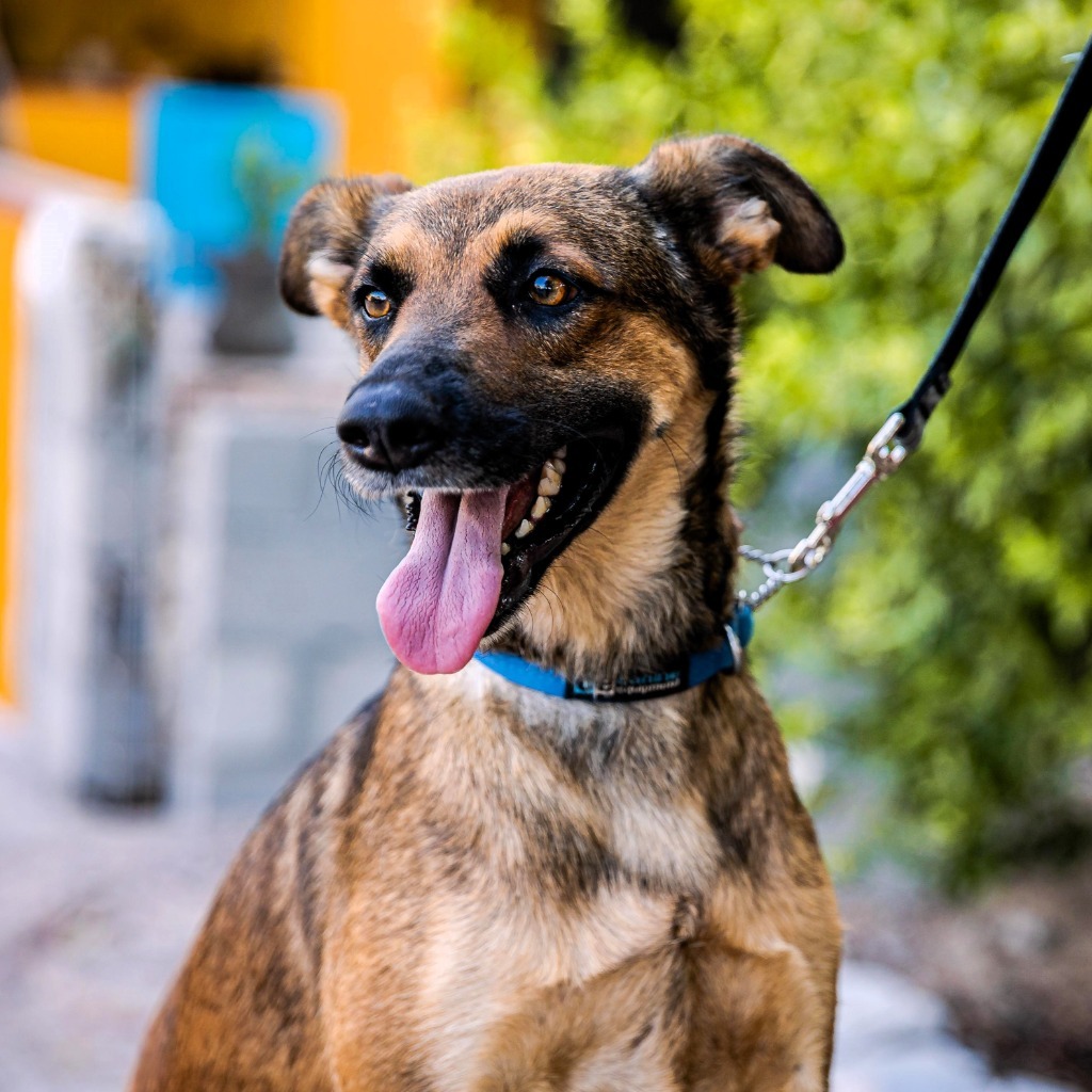 Chica, an adoptable Catahoula Leopard Dog, Dutch Shepherd in Anacortes, WA, 98221 | Photo Image 1