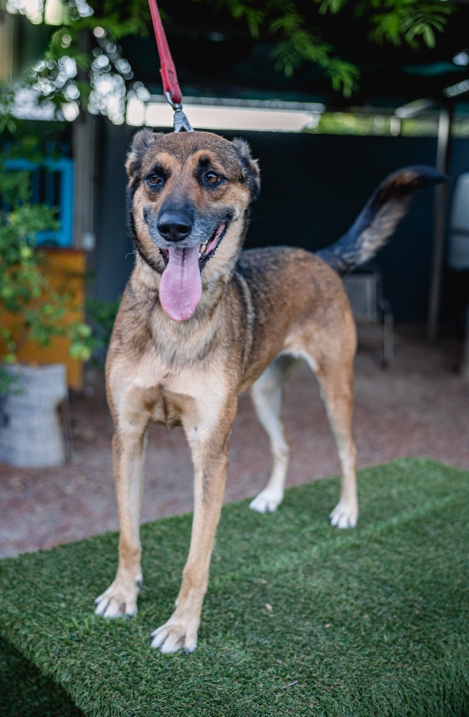 Chica, an adoptable German Shepherd Dog, Dutch Shepherd in Anacortes, WA, 98221 | Photo Image 1