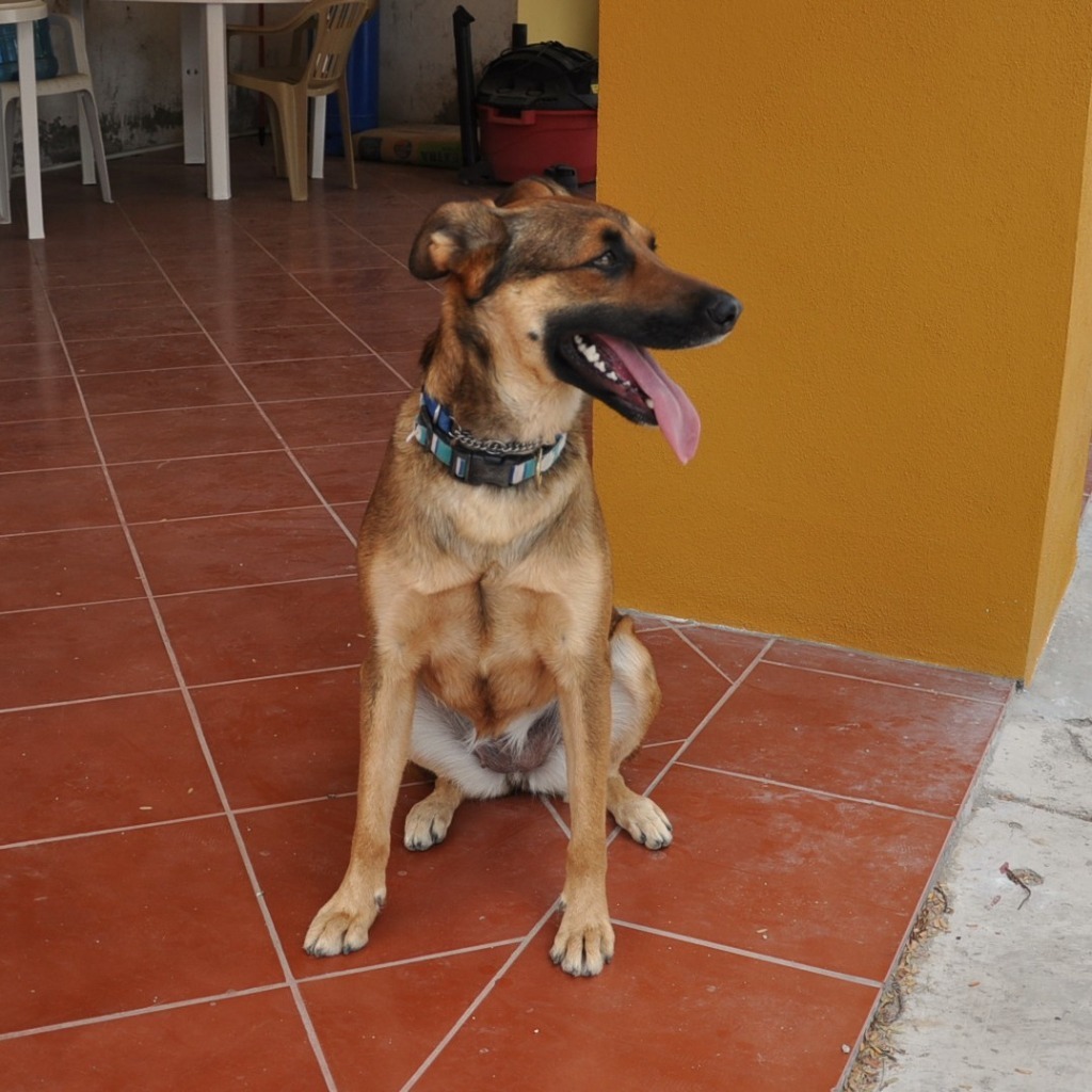 Chica, an adoptable German Shepherd Dog, Dutch Shepherd in Anacortes, WA, 98221 | Photo Image 2