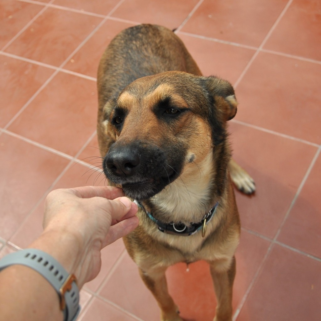 Chica, an adoptable Catahoula Leopard Dog, Dutch Shepherd in Anacortes, WA, 98221 | Photo Image 3