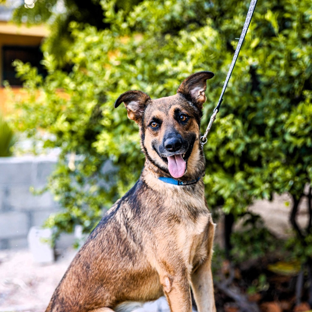 Chica, an adoptable Catahoula Leopard Dog, Dutch Shepherd in Anacortes, WA, 98221 | Photo Image 4