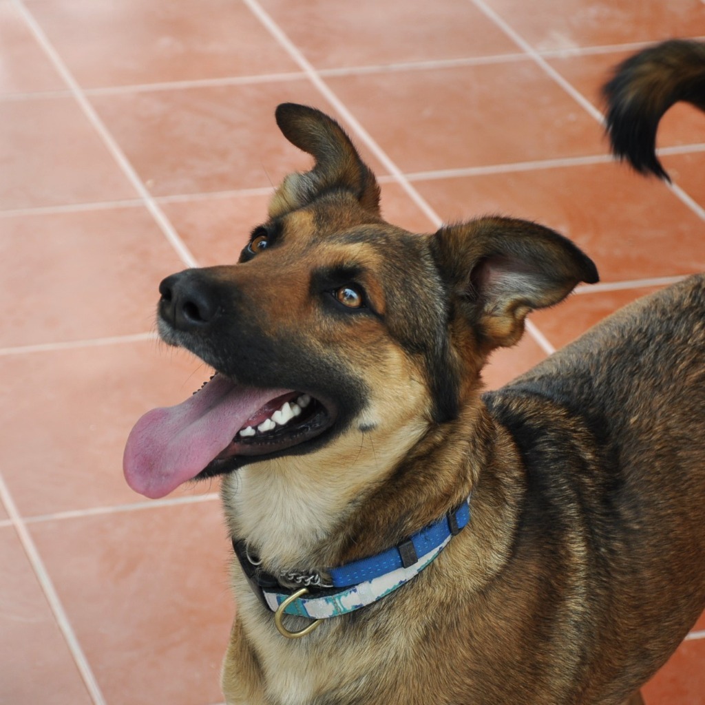 Chica, an adoptable German Shepherd Dog, Dutch Shepherd in Anacortes, WA, 98221 | Photo Image 4