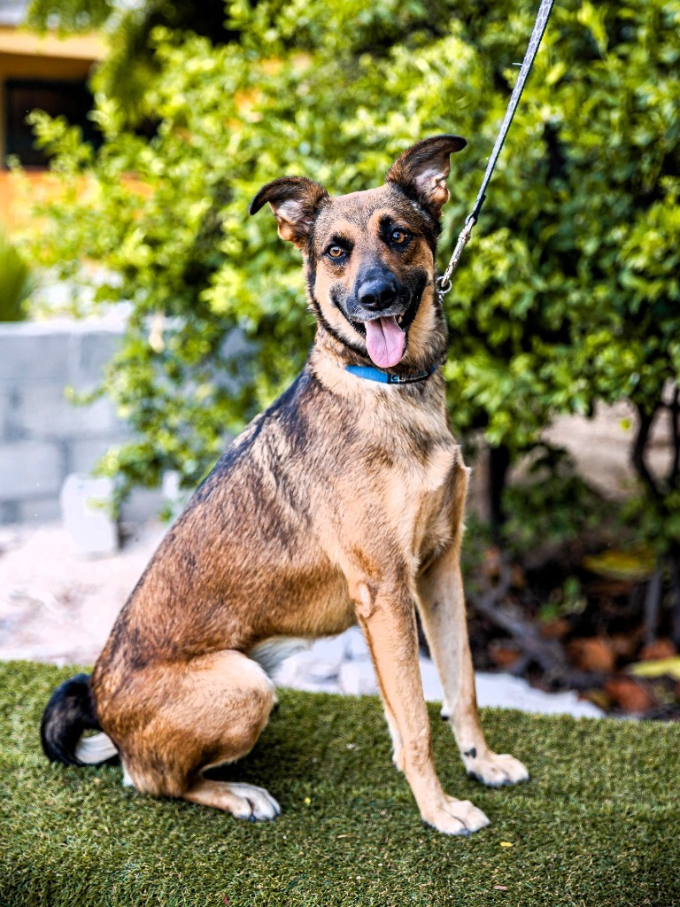 Chica, an adoptable Catahoula Leopard Dog, Dutch Shepherd in Anacortes, WA, 98221 | Photo Image 5