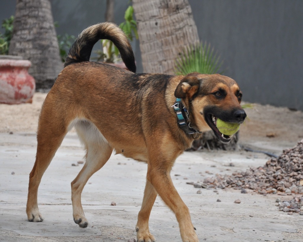 Chica, an adoptable German Shepherd Dog, Dutch Shepherd in Anacortes, WA, 98221 | Photo Image 5