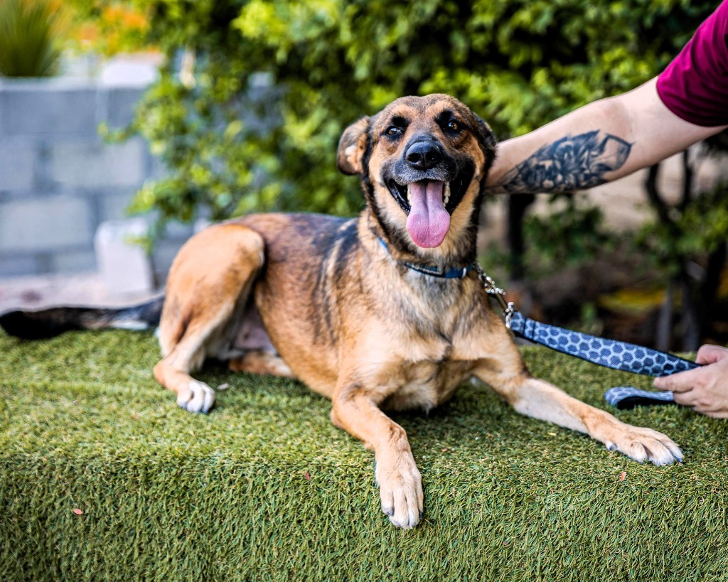 Chica, an adoptable Catahoula Leopard Dog, Dutch Shepherd in Anacortes, WA, 98221 | Photo Image 6