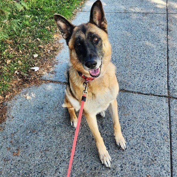 Schatzi, an adoptable German Shepherd Dog in Rochester, NY_image-4