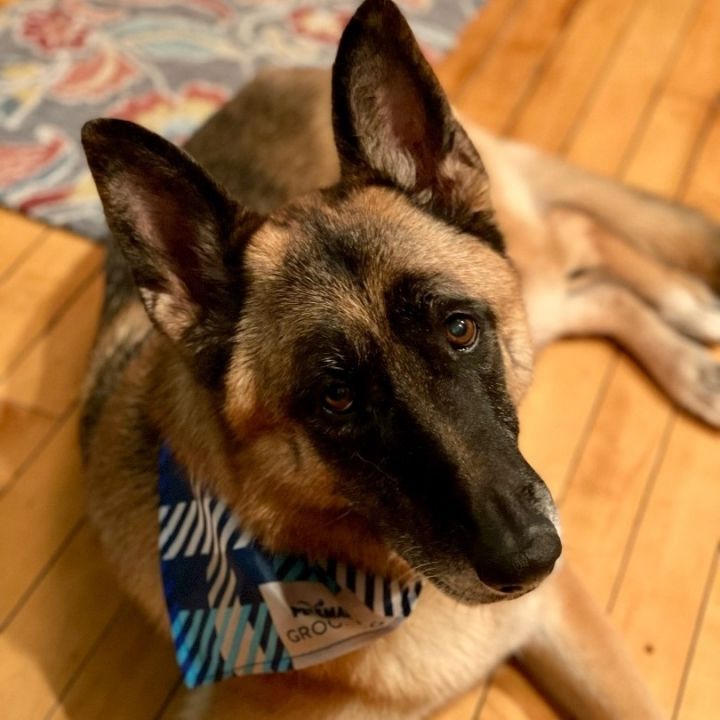 Schatzi, an adoptable German Shepherd Dog in Rochester, NY_image-5