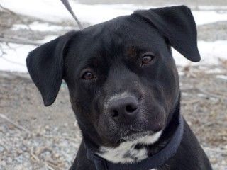 Dog For Adoption - Chevy, A Black Labrador Retriever & Pit Bull Terrier Mix  In Anaconda, Mt | Petfinder